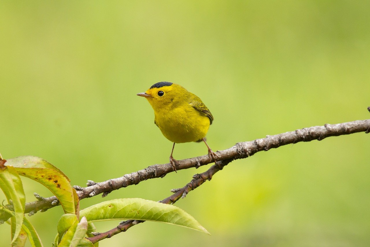 Understanding the Impact of Climate Change on Local Ecosystems